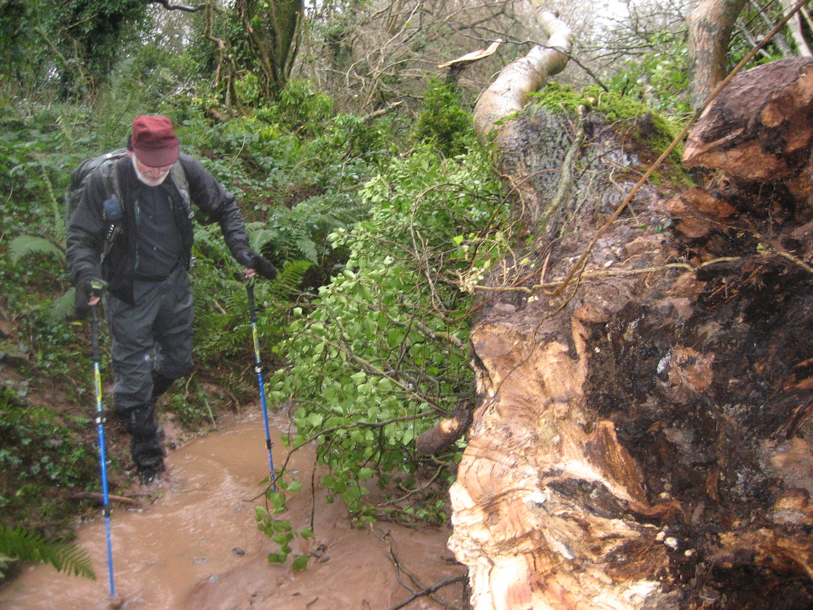 Tree down across path