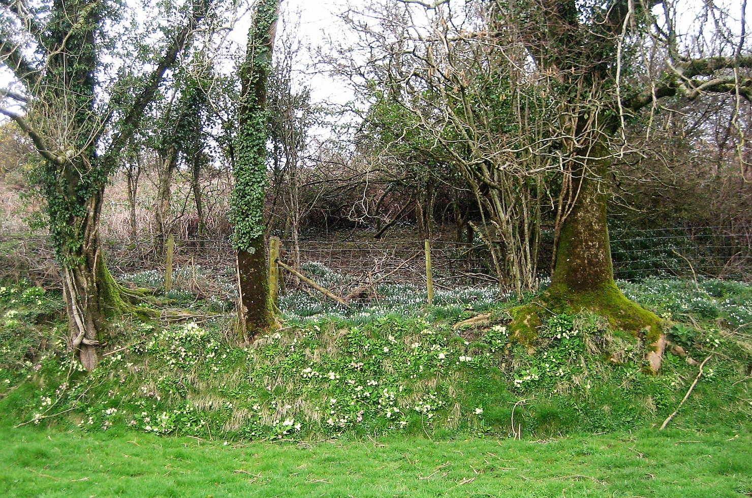 7 Primrose bank