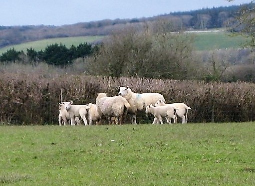 4 Young lambs
