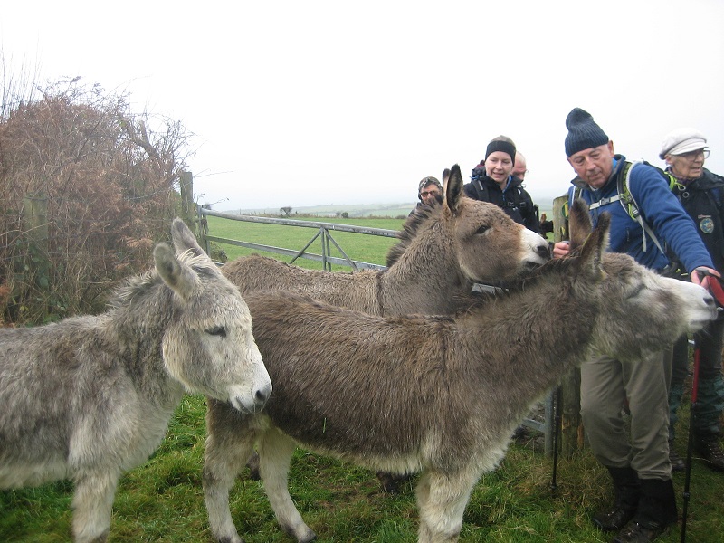 5 Donkeys at Lion Rock