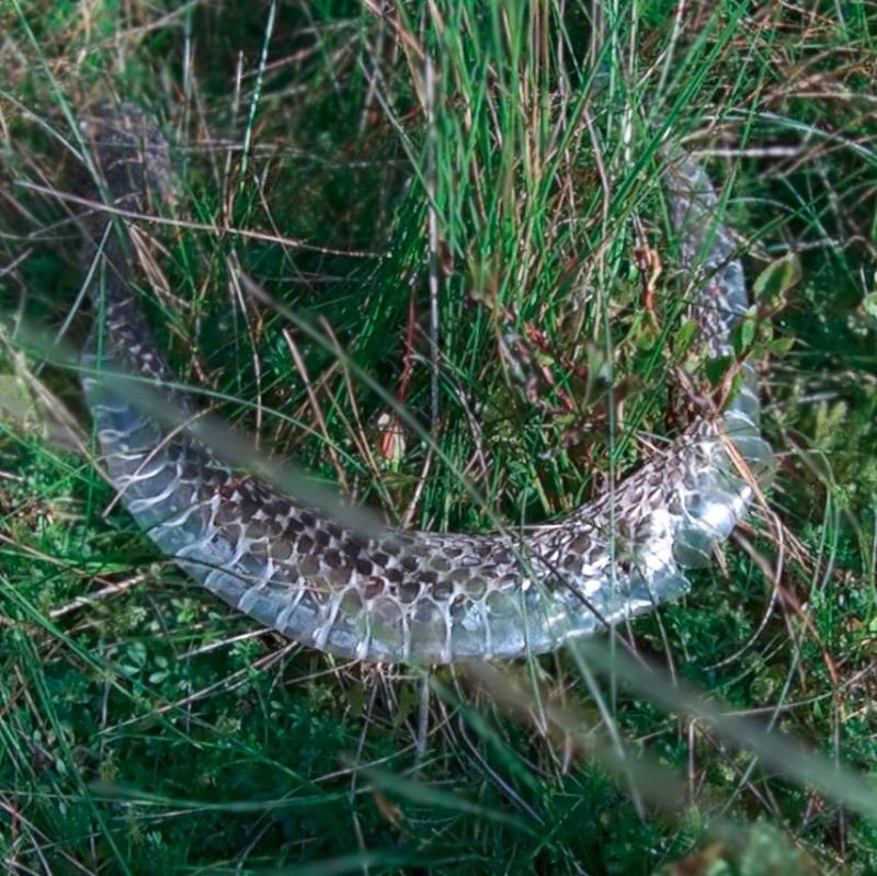 20200809 0836 Fresh snake skin